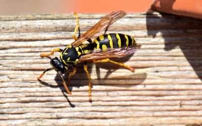 Cómo tratar las picaduras de insectos
