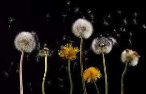 flores con polen alergias