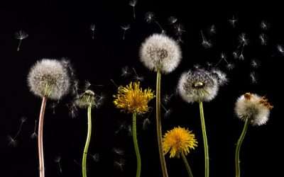 Alergias: Madrid activa la información sobre el nivel de polen en 2024