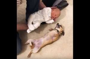 mascotas y bebes recien nacido con perro