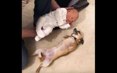 Mascotas y bebés: cómo preparar al perro para que acepte al recién nacido