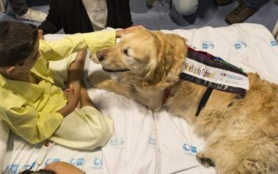 Las nuevas ayudas para cuidar a las mascotas