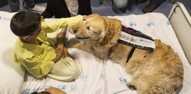 terapia asistida con perros y niños en hospital