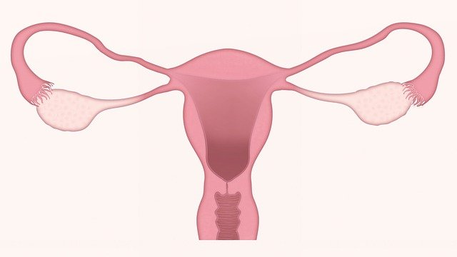 dibujo de utero y cervix