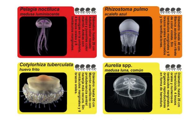 cartel de medusas