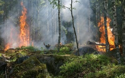 Consejos para prevenir los incendios forestarles